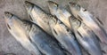 Milkfish on ice Royalty Free Stock Photo